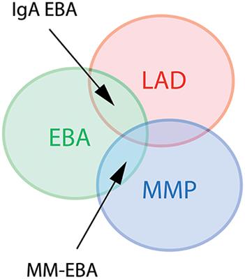 Epidermolysis Bullosa Acquisita: The 2019 Update